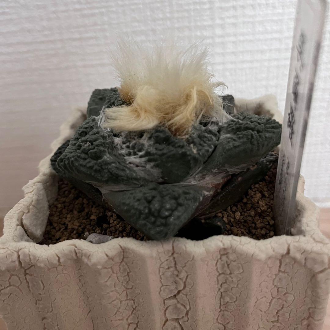 アリオカルプス ゴジラ 実生 自根 7cm シマムラ園芸　亀甲牡丹　礎礎