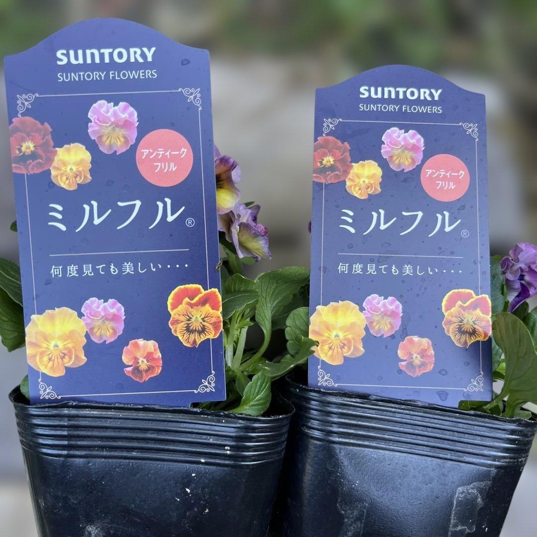 SUNTORY ミルフル 紫と白の花 1ポット苗　10月2 3日