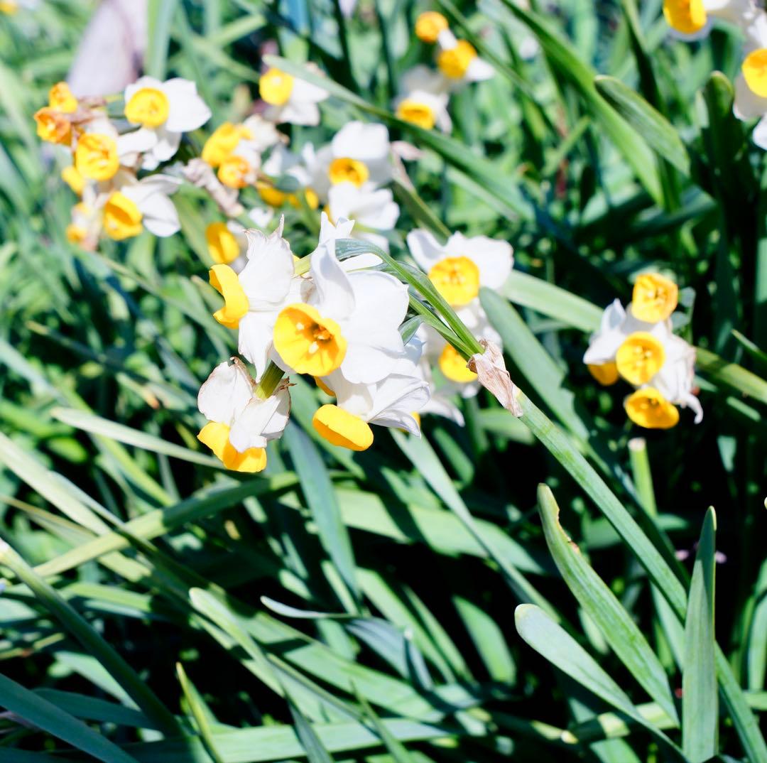 レンズ(単焦点) Carl Zeiss Jena DDR Flektogon 2.4/35mm