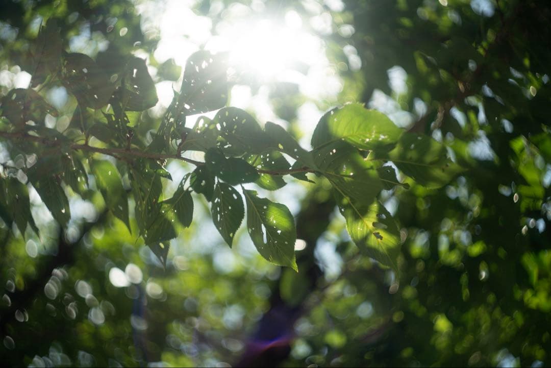 美品+ 分解清掃済 Helios-44-2 58mm f2 ぐるぐるボケ 23