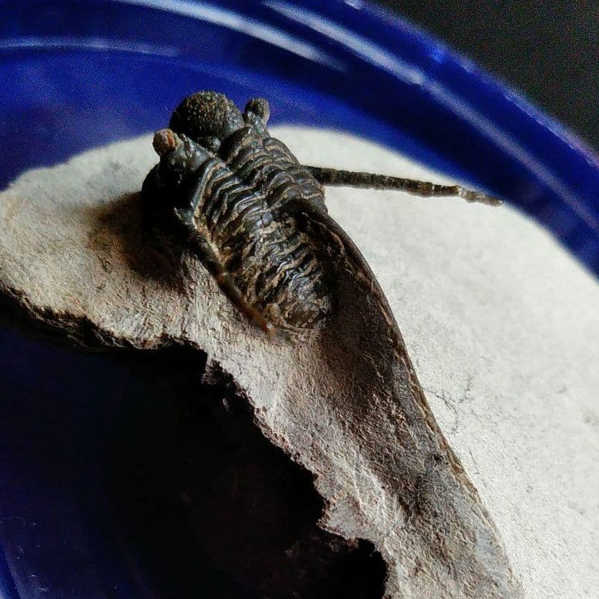 化石　骨格　標本　三葉虫　キファスピス　30mm