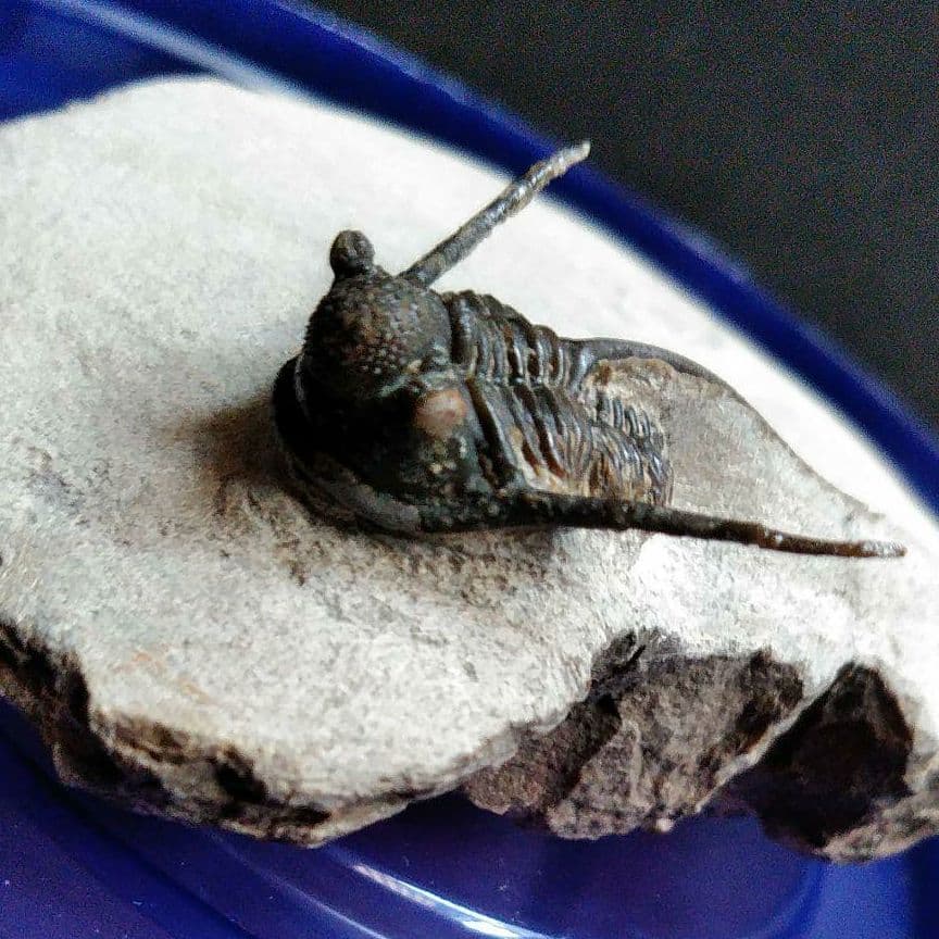 化石　骨格　標本　三葉虫　キファスピス　30mm