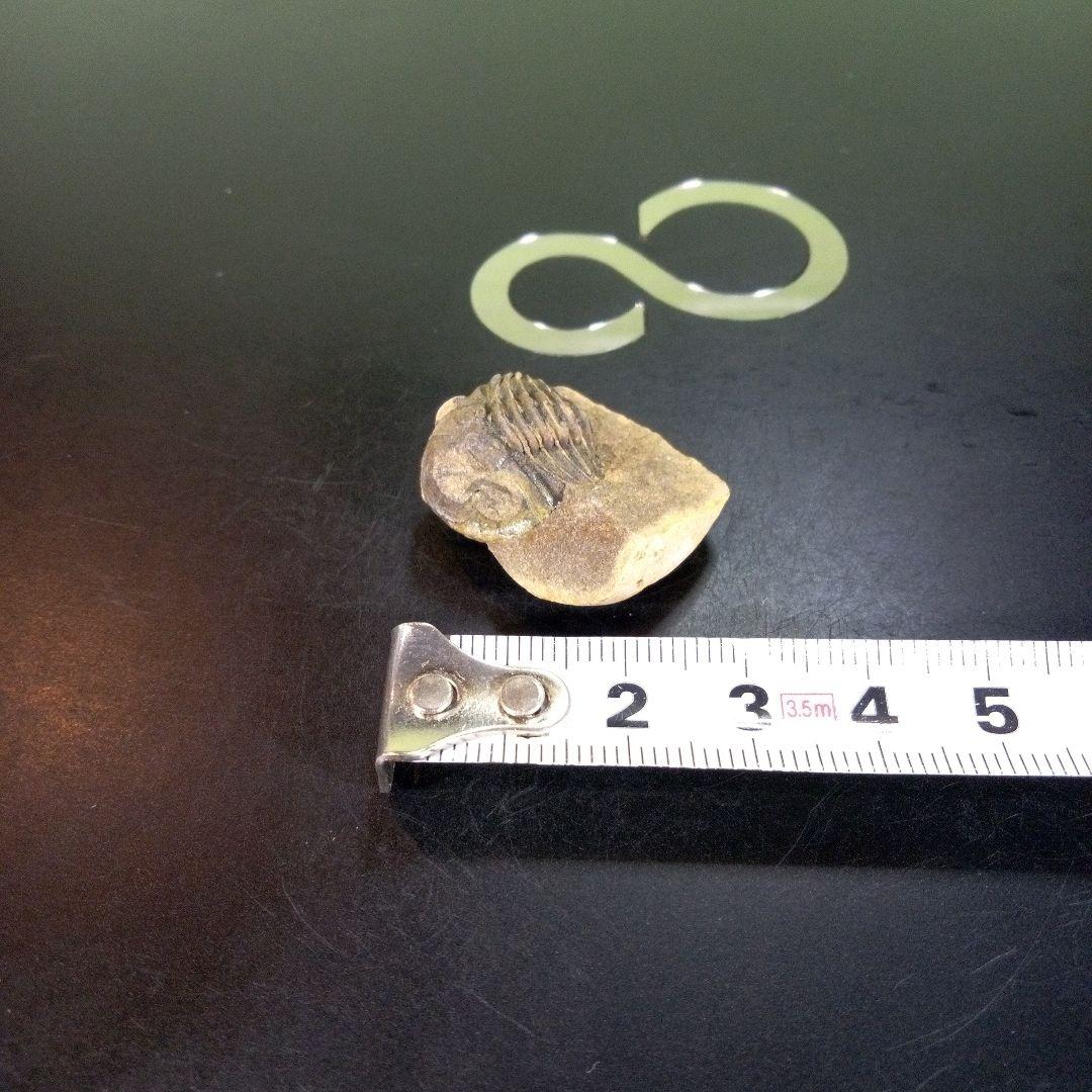 三葉虫　化石　fossil　ボリビア産　trilobite　南アメリカ化石郡⑧