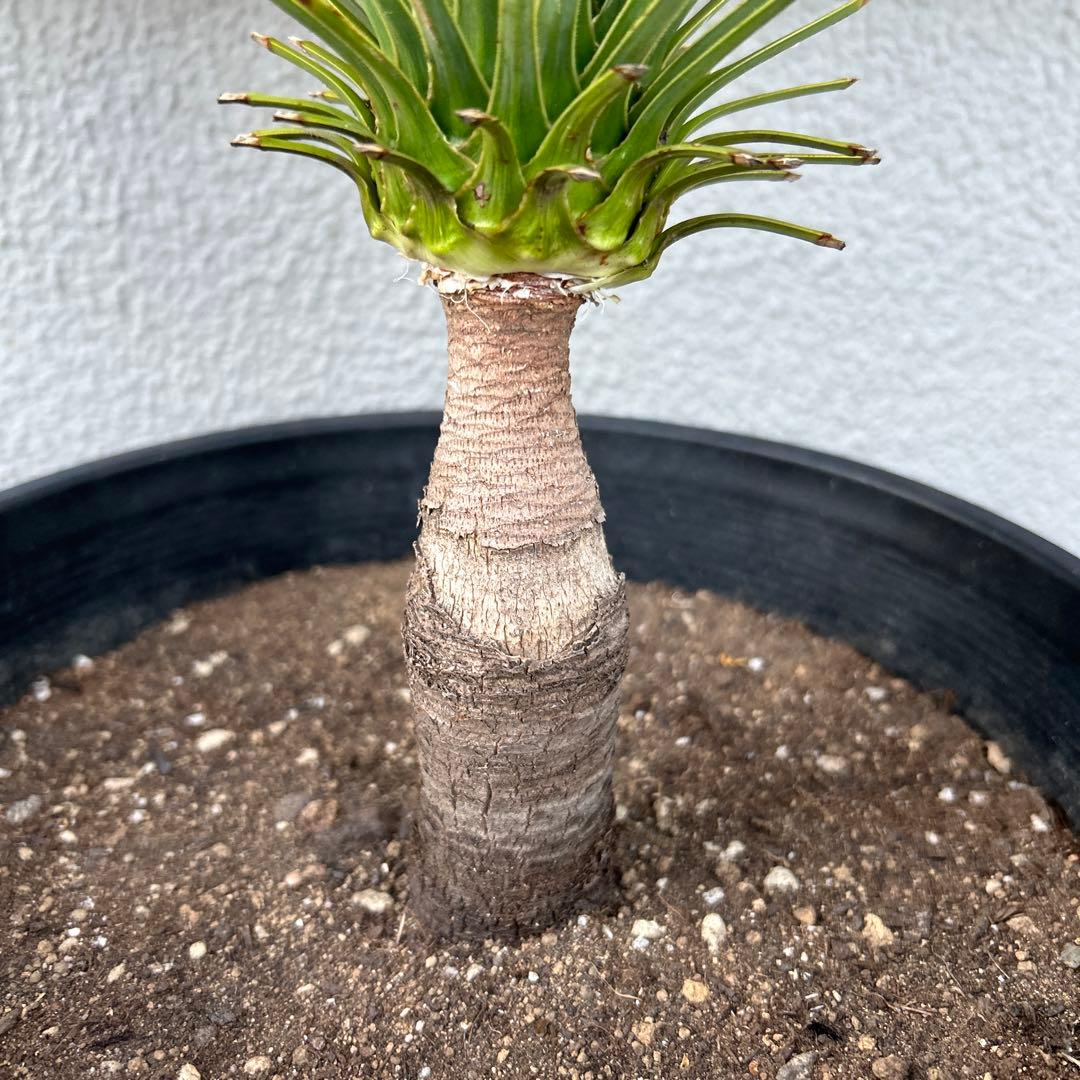 ユッカロストラータ60cm 8号