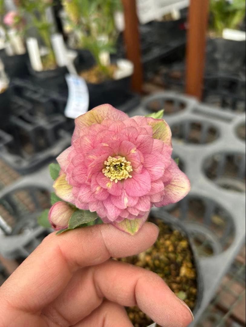 花 DA