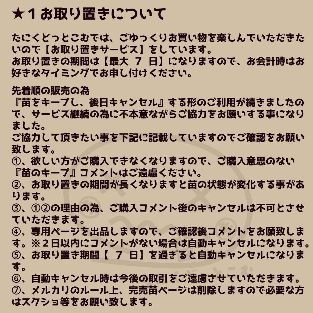 ブラックサバス(中苗)◎多肉植物 カット苗 韓国苗 エケベリア等