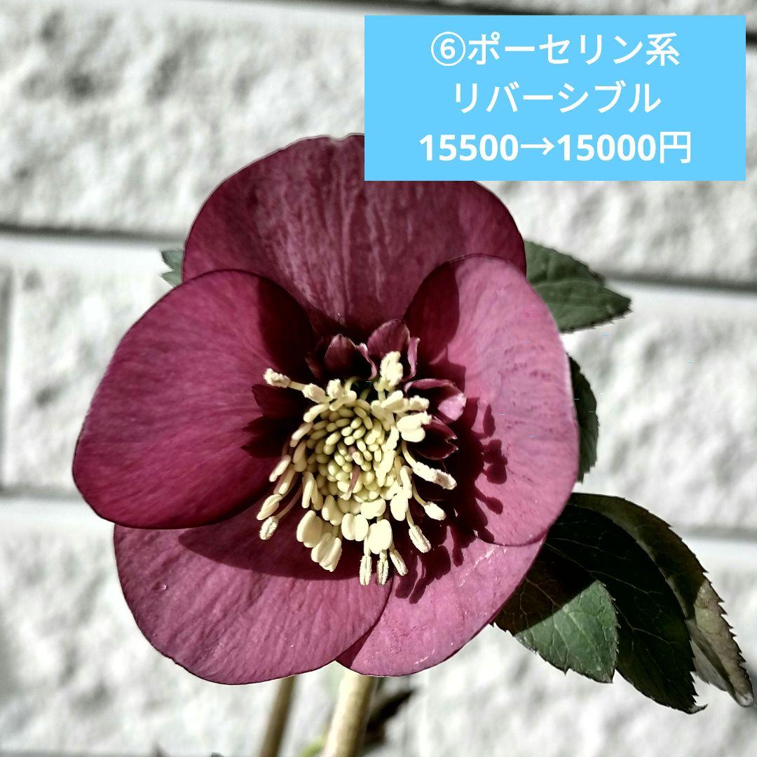 KinaRi様