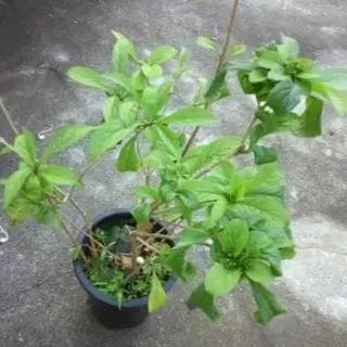 クレロレンドルム・マクロシフォン　苗　花木　観葉植物　花卉園芸　グリーン