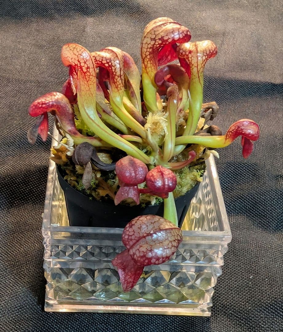 狩*登様 食虫植物 ダーリングトニア・カリフォルニカ 【速達】