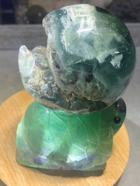 フローライト 笑口 亀