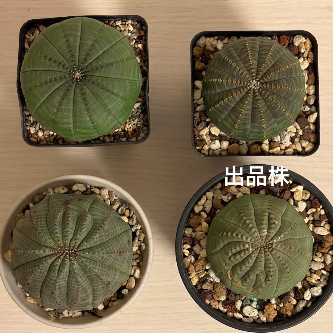 t*o様 ② ユーフォルビア オベサ 実生モンスト 綴化