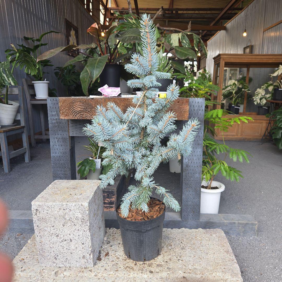 ⑪　ブンゲンス　トウヒ　ホプシー７号　最高等級極上品‼️