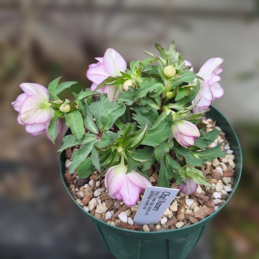 大木ナーセリー❤️ クリスマスローズ❤️ いろは交配❤️