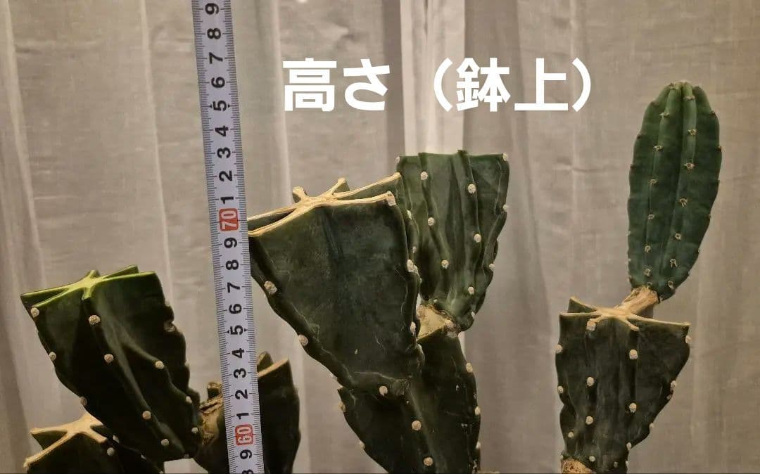 柱サボテン ブランチ 古木仕立て ハシラサボテン　鬼面角　キメンカク　10号鉢