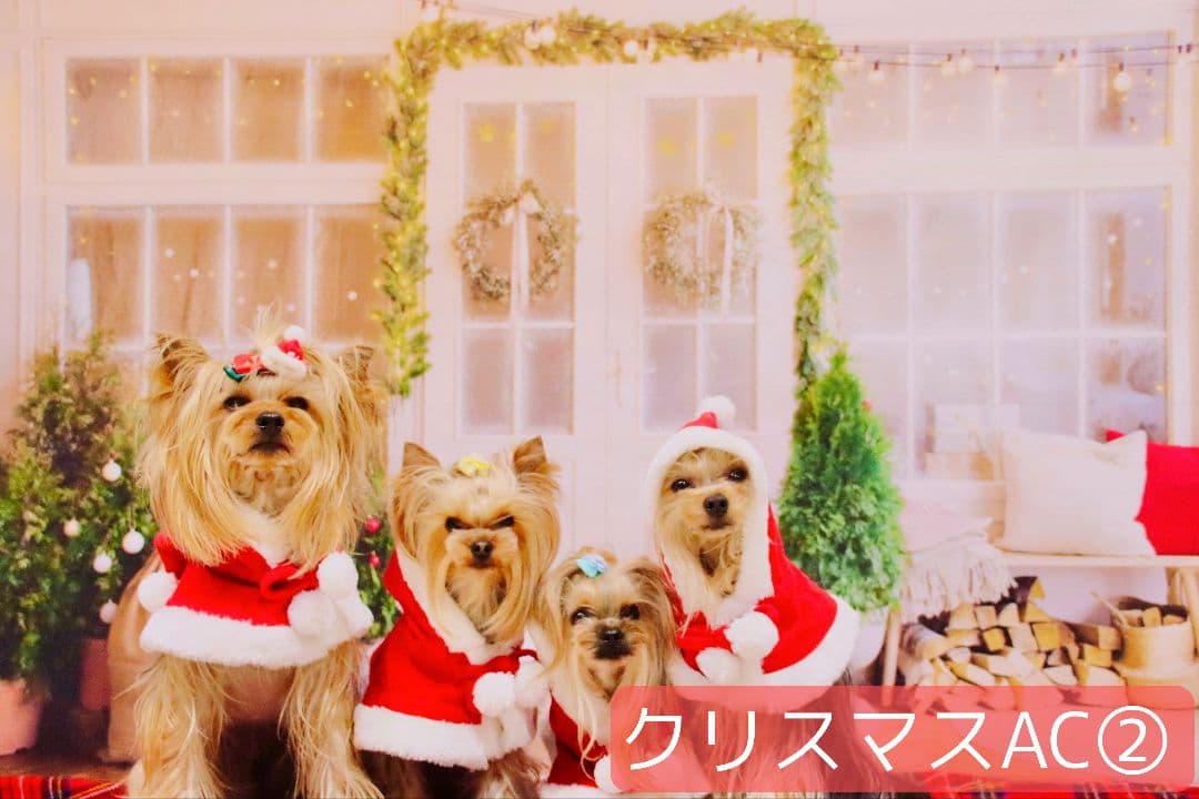 業務用　2026年お正月トリミングチョーカー+背景布×3　ペット、犬撮影用ブース