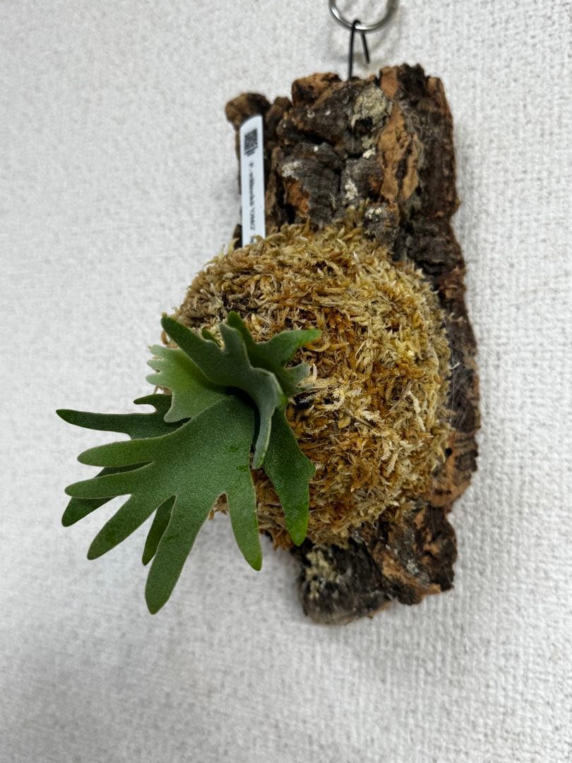 P. willinckii 'OMG'spore コルク　ビカクシダ