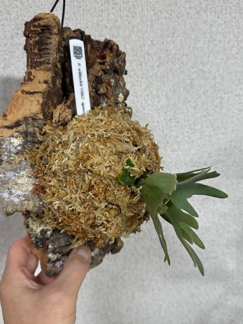 P. willinckii 'OMG'spore コルク　ビカクシダ