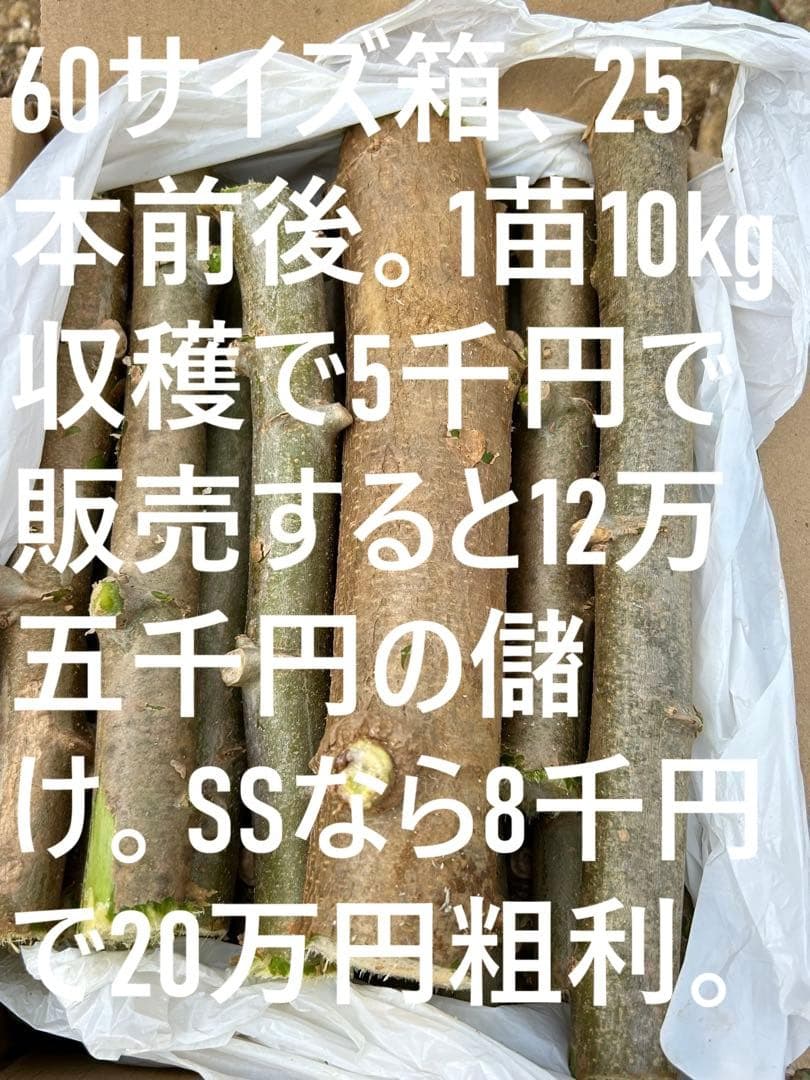 官能的な旨味と甘味。超高級★キャッサバ・ゴールドSS★挿し木枝。80サイズ箱満杯