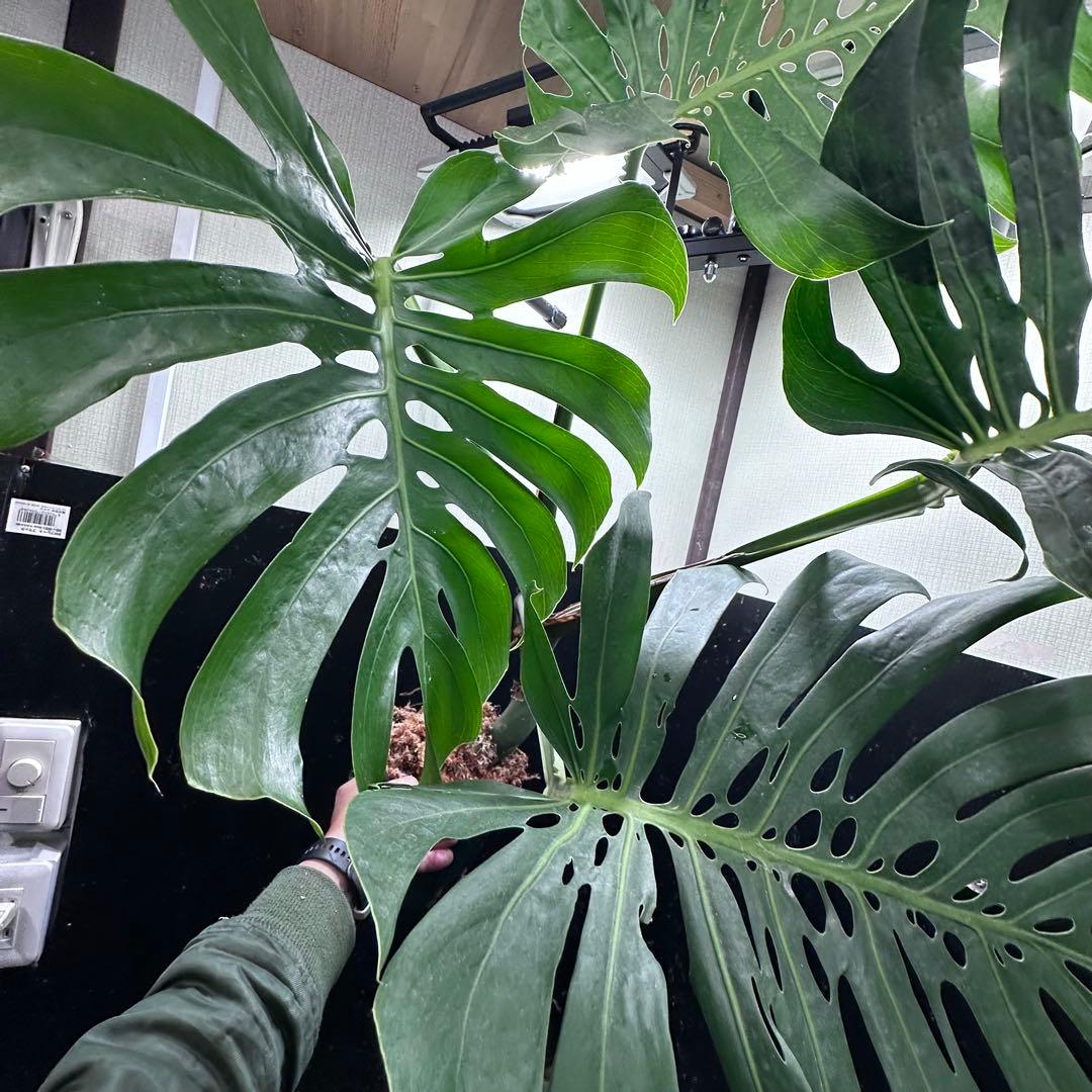 R*u様 モンステラデリシオーサマクロコズム超希少系統鉢植え108㎝レア