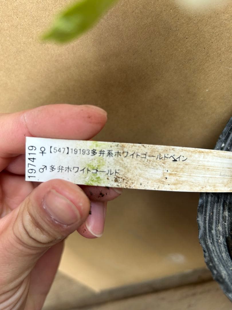 加藤農園 クリスマスローズ ホワイトゴールドベイン系 同梱推奨