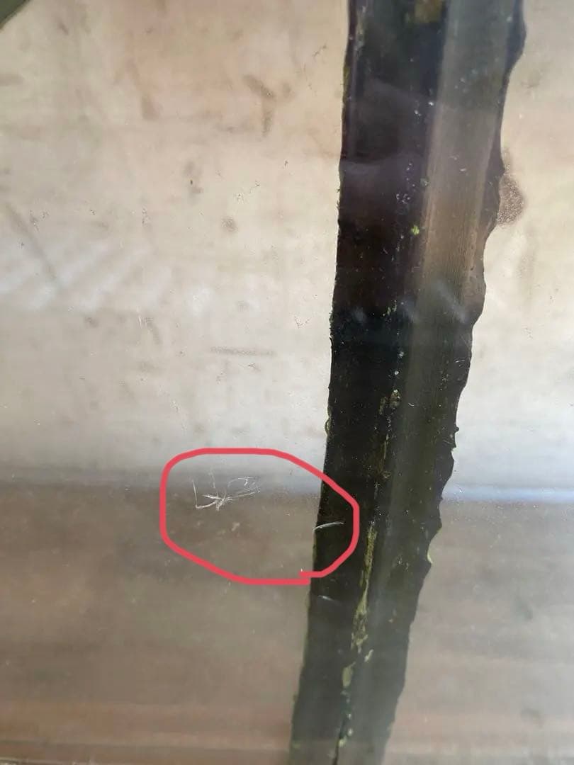 【希少＊限定品】jardin pamplemousse 植物アート 木製フレーム