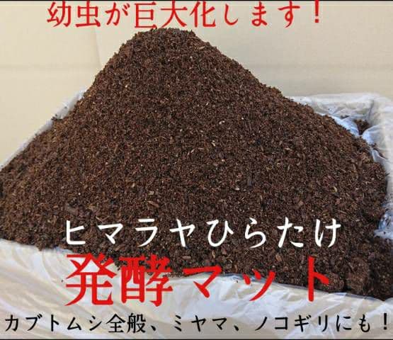 デカクなりすぎ注意！ヒマラヤひらたけ発酵マット　産卵にも！増量200リットル
