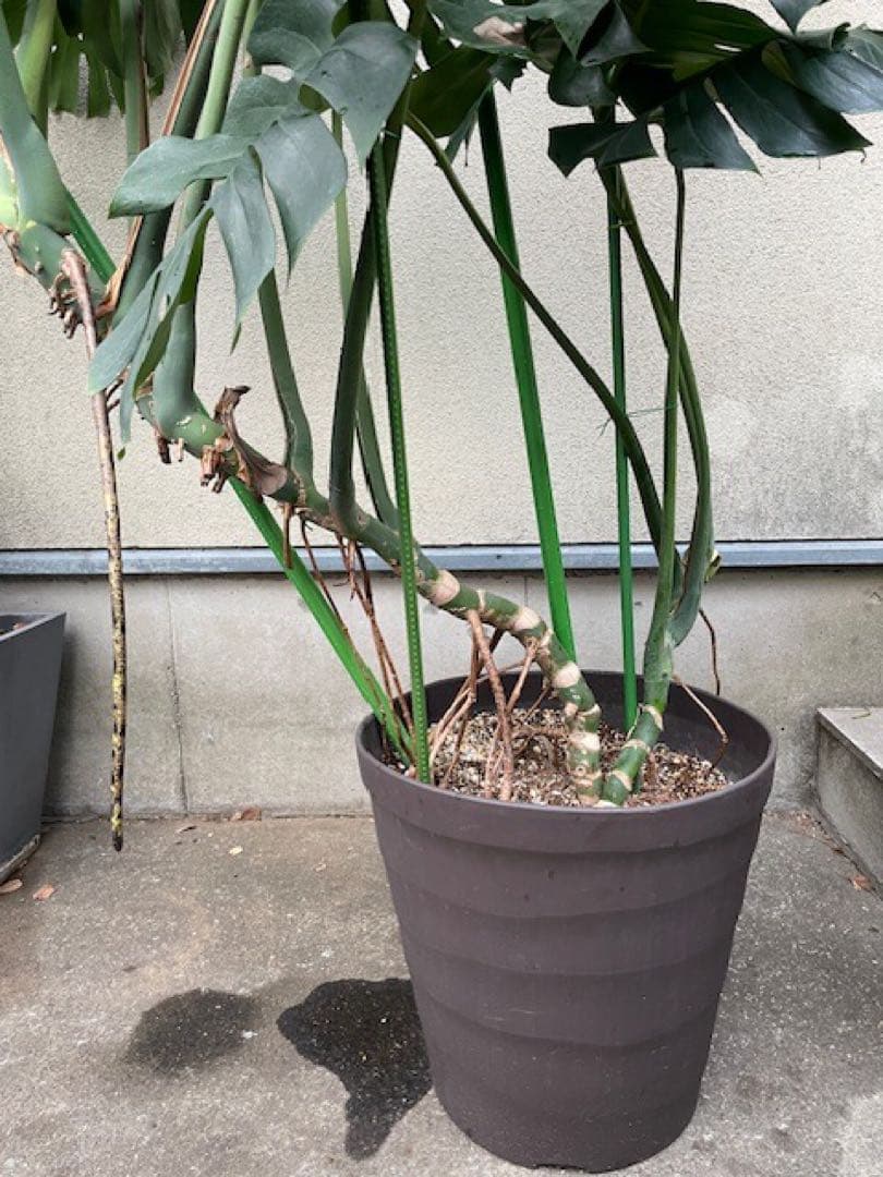 直接引取■巨大な葉のモンステラ・デリシオーサ/葉 60cm/観葉植物/190cm