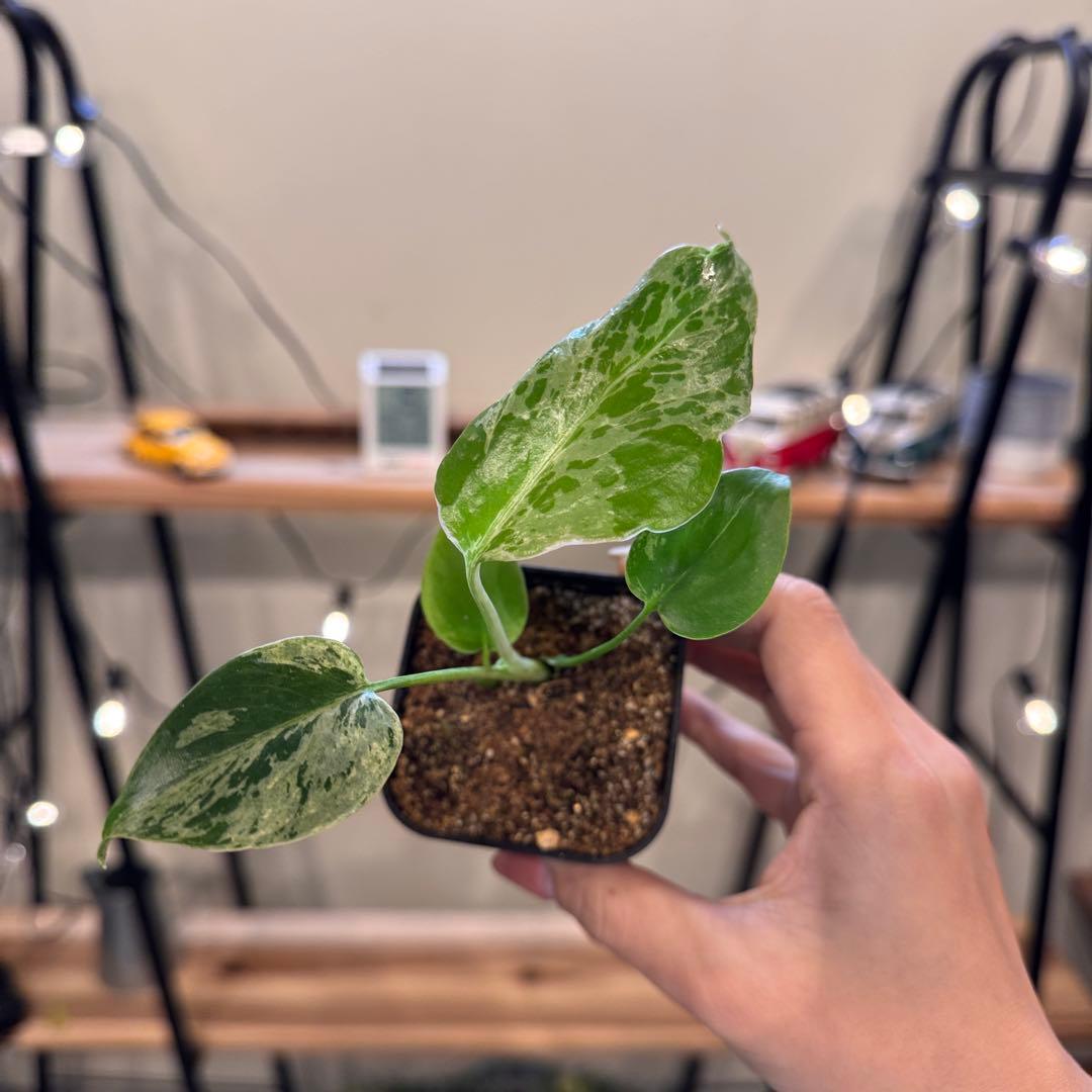 マ*ン様 45 モンステラ　デリシオーサ　バルバソー　斑入り　希少モンステラ　T