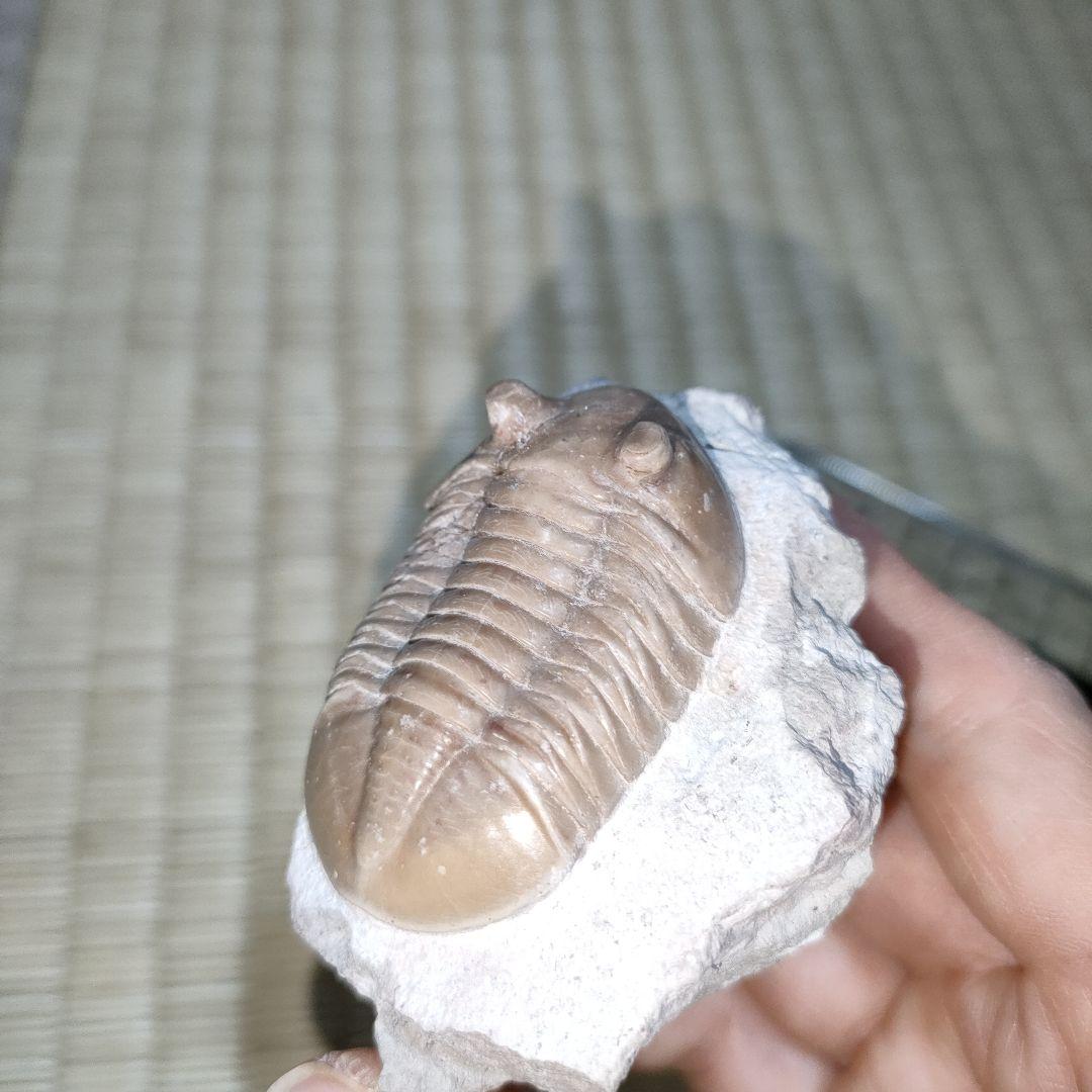 三葉虫の化石