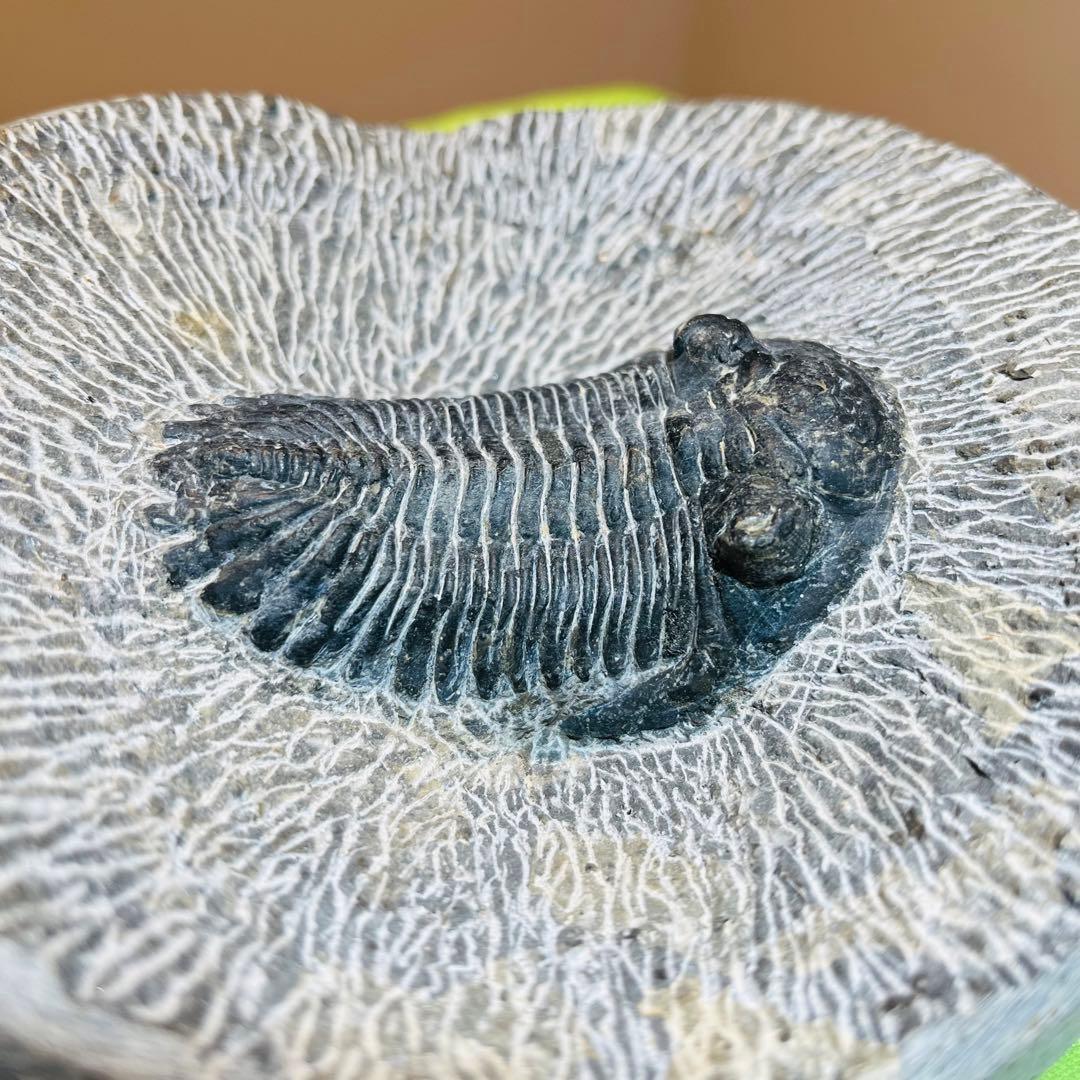三葉虫　化石