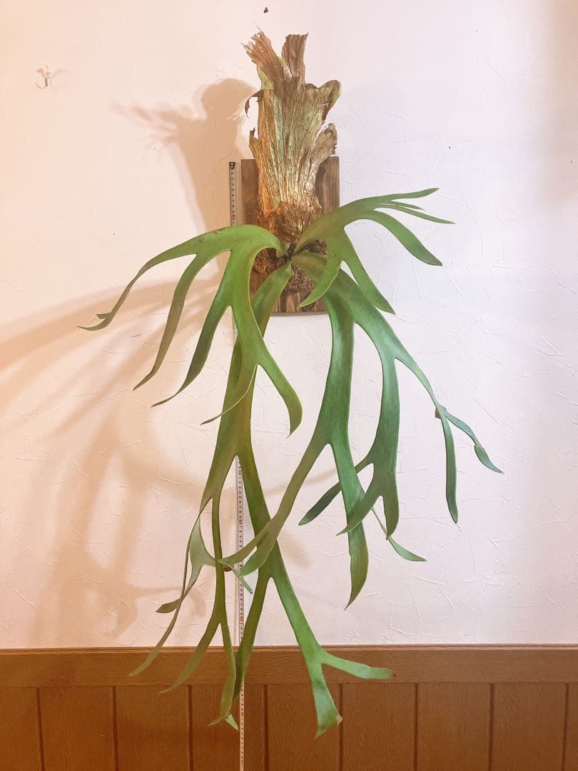 美形ビカクシダ　ウィリンキーwild\"east java\" コウモリラン