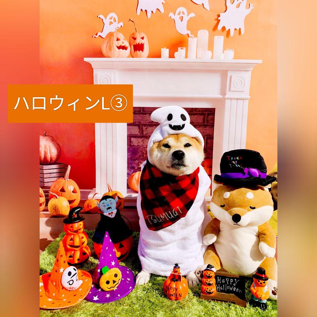 背景布+秋色チョーカー　パンパスグラス　お月見　十五夜　ペットサロン撮影用