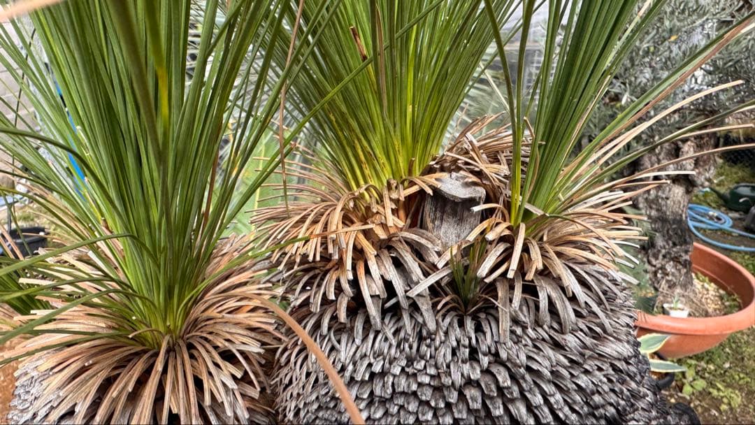 Xanthorrhoea ブラックボーイ クサントロエア ジョンソニー オージー