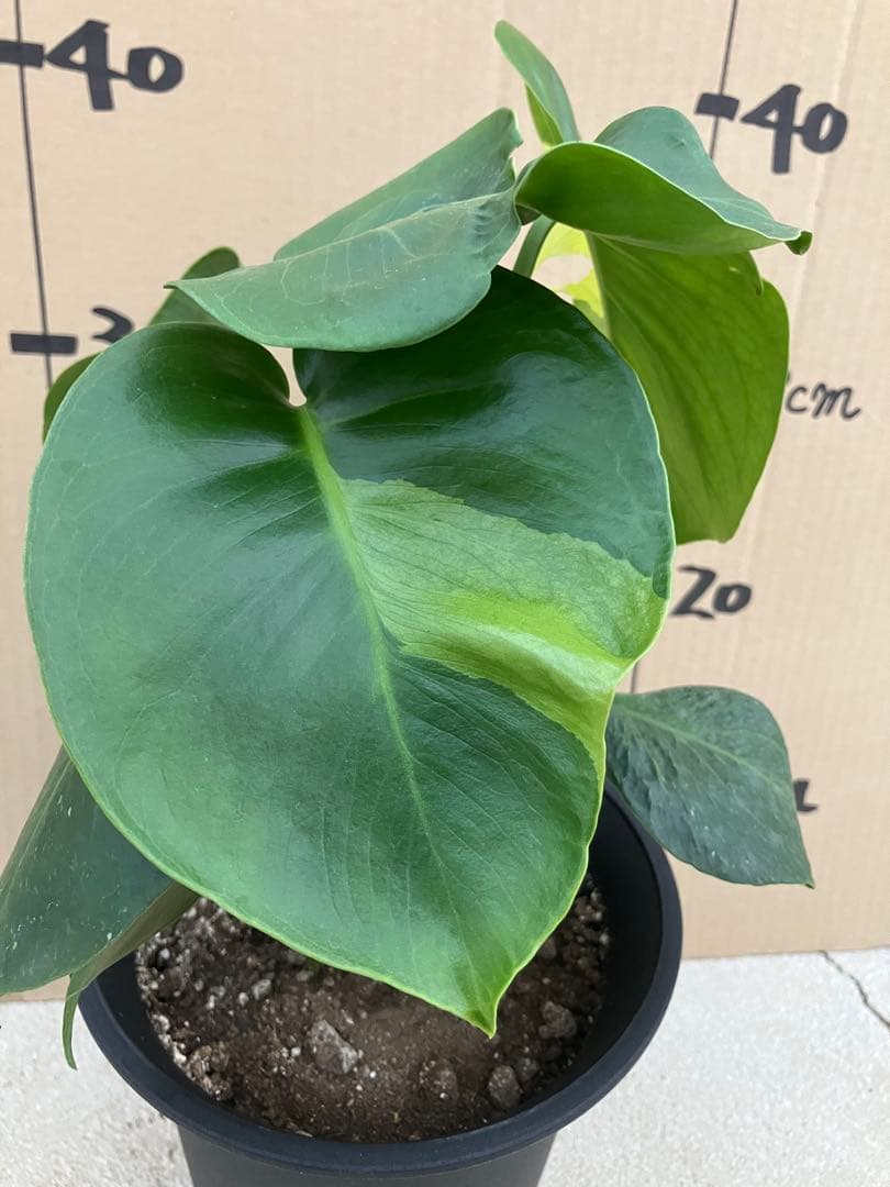 モンステラ　デリシオーサ実生株　斑入り　変異株丸葉　2鉢セット